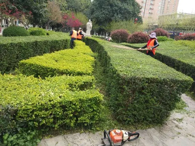 难解的市区树木问题：市园林管理存在养护不力致树木频繁倒伏现象