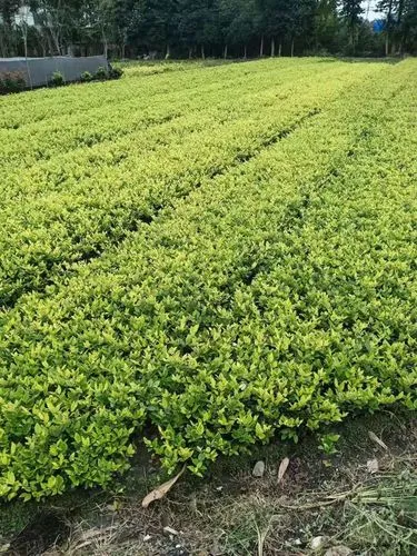 塔城城市绿化率排名表