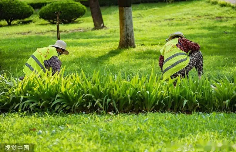 佛山学校运动场绿化工程